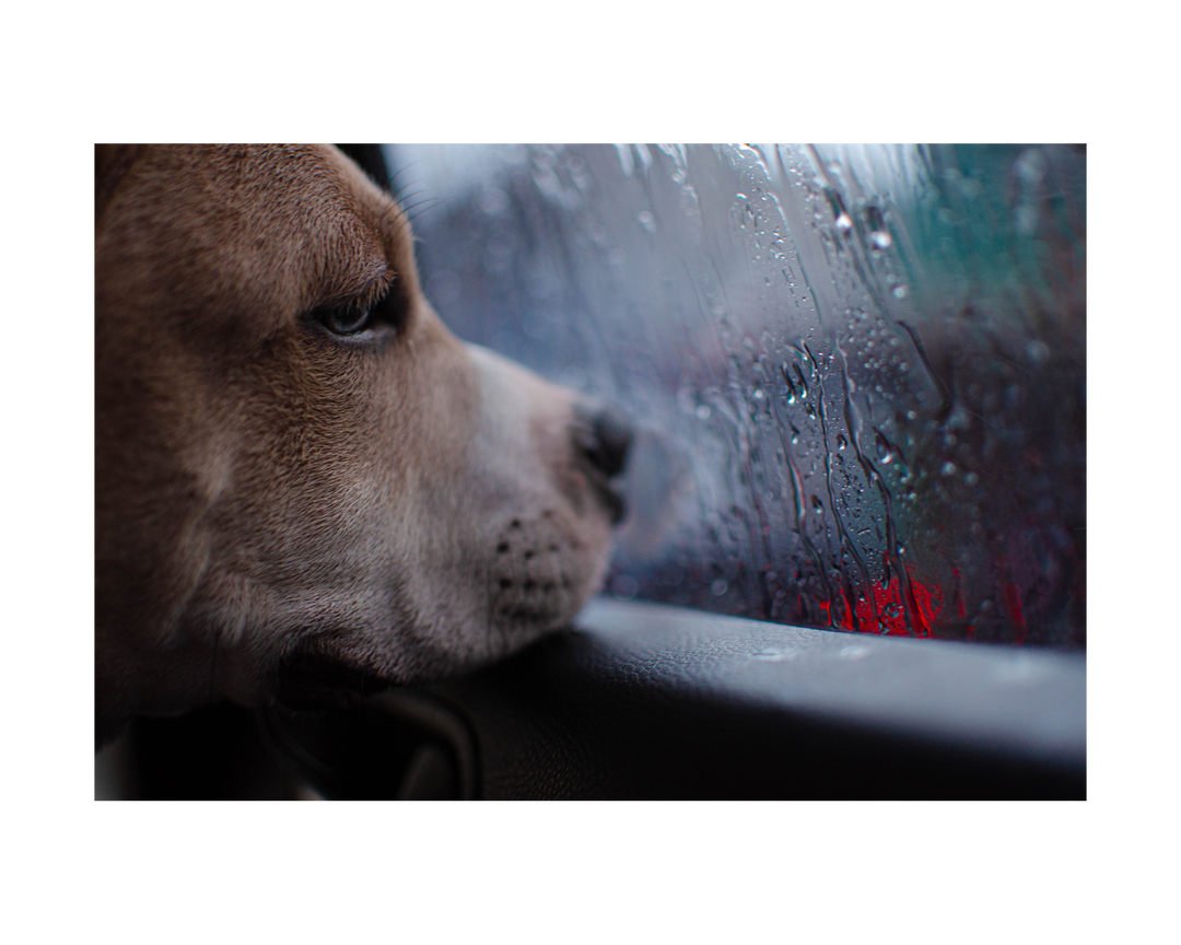 Adorable dog with attentive eyes looking out of a rain-streaked window, curious about the rainy day outside