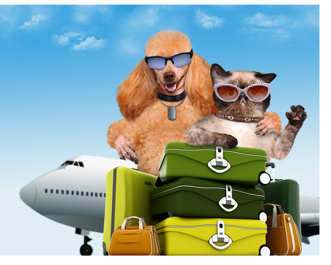 Your Comprehensive Guide to Traveling with Pets